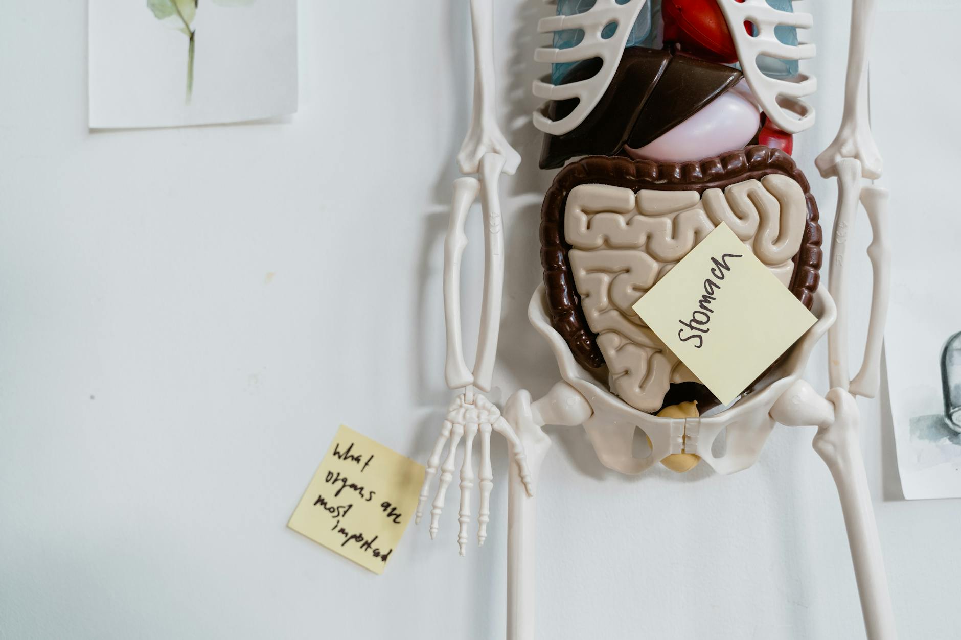 Digestive System Anatomy - Gut Bacteria Research 2026 Anatomical model of the digestive system highlighting the stomach and intestinal tract where Akkermansia muciniphila bacteria reside