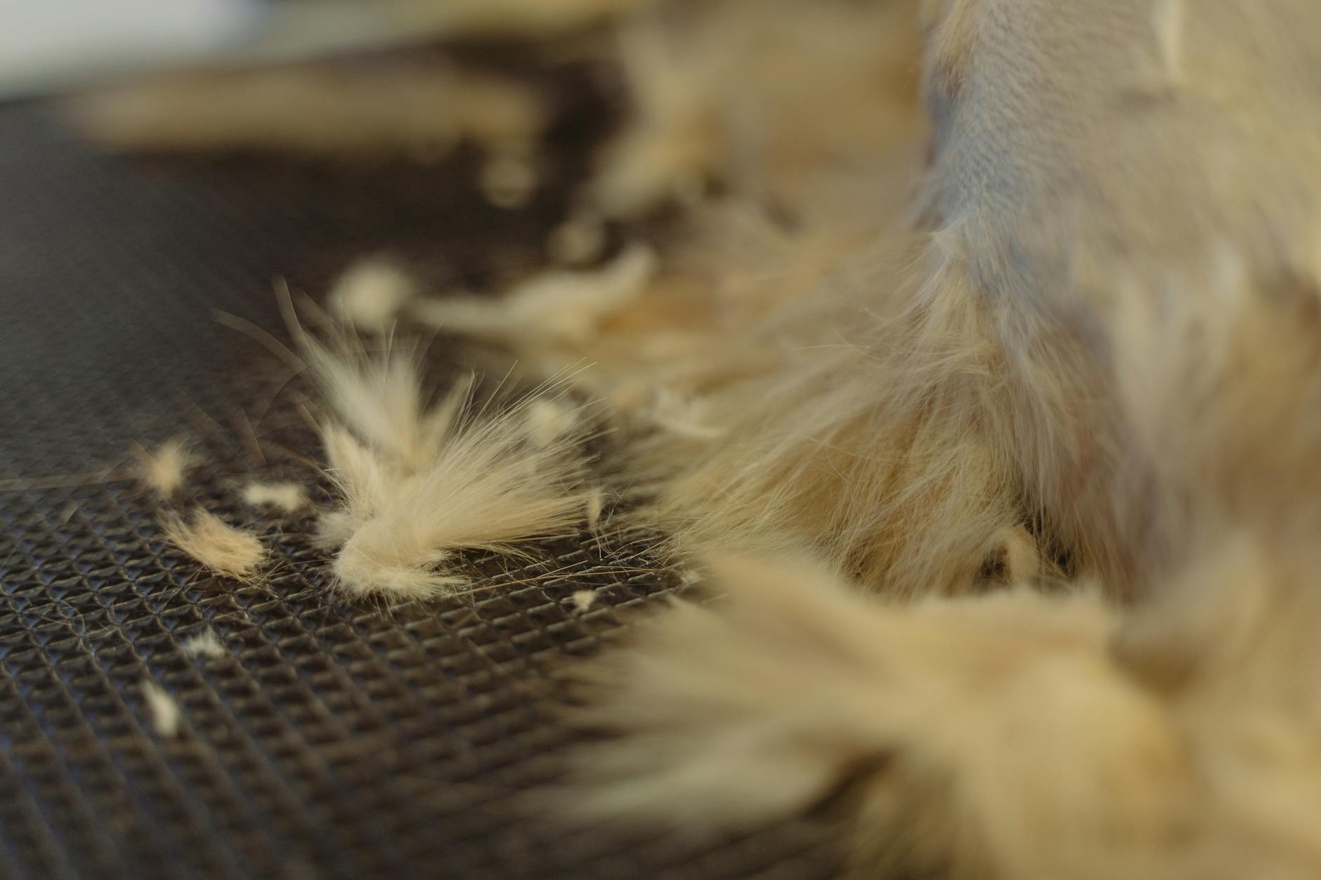 Cat Fur Texture and Undercoat Layers Close-up of cat fur texture during a grooming session showing dense undercoat layers