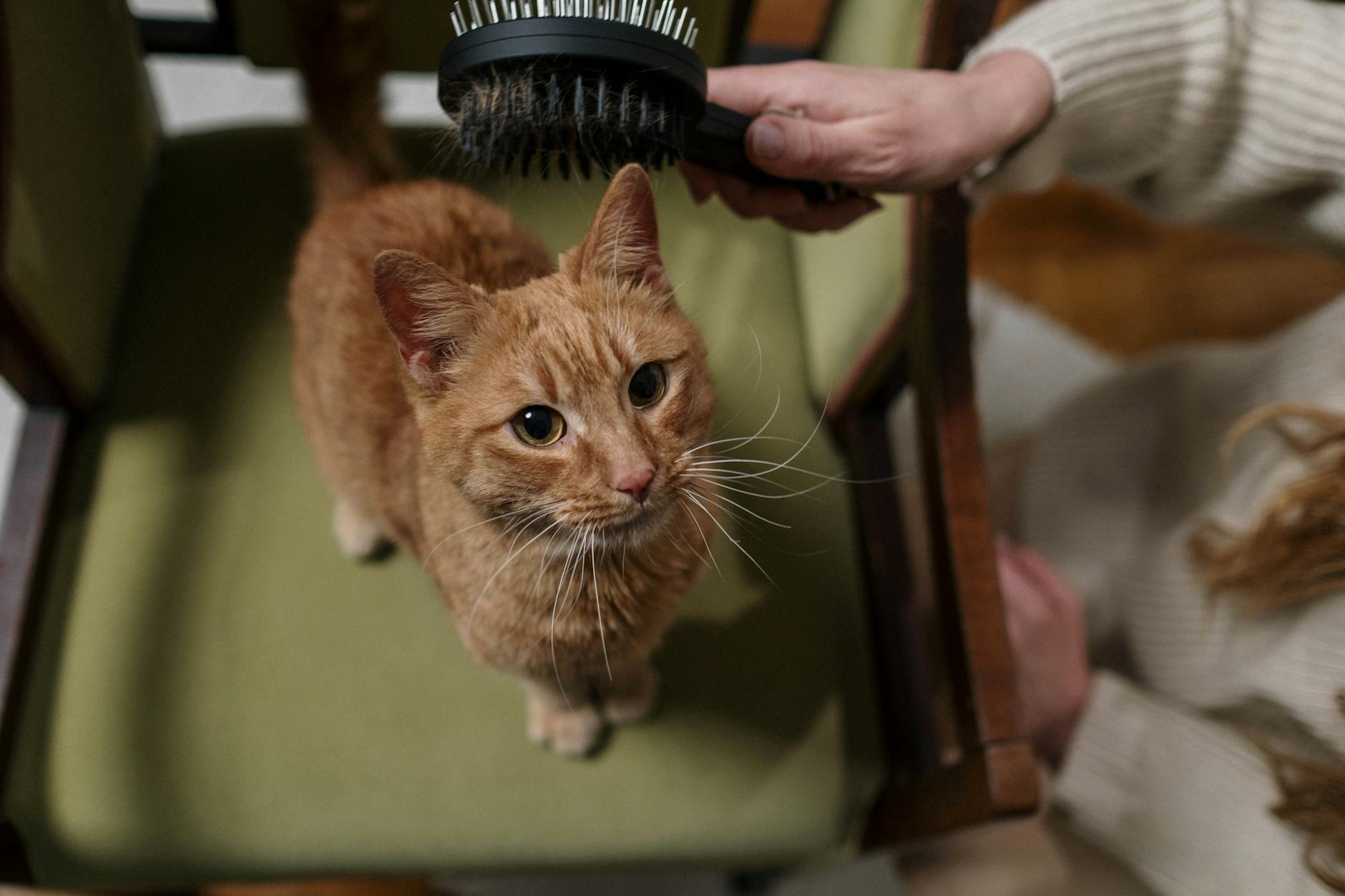Ginger Cat Being Brushed Indoors Ginger cat sitting calmly on an armchair being brushed indoors — grooming as part of a shedding management routine