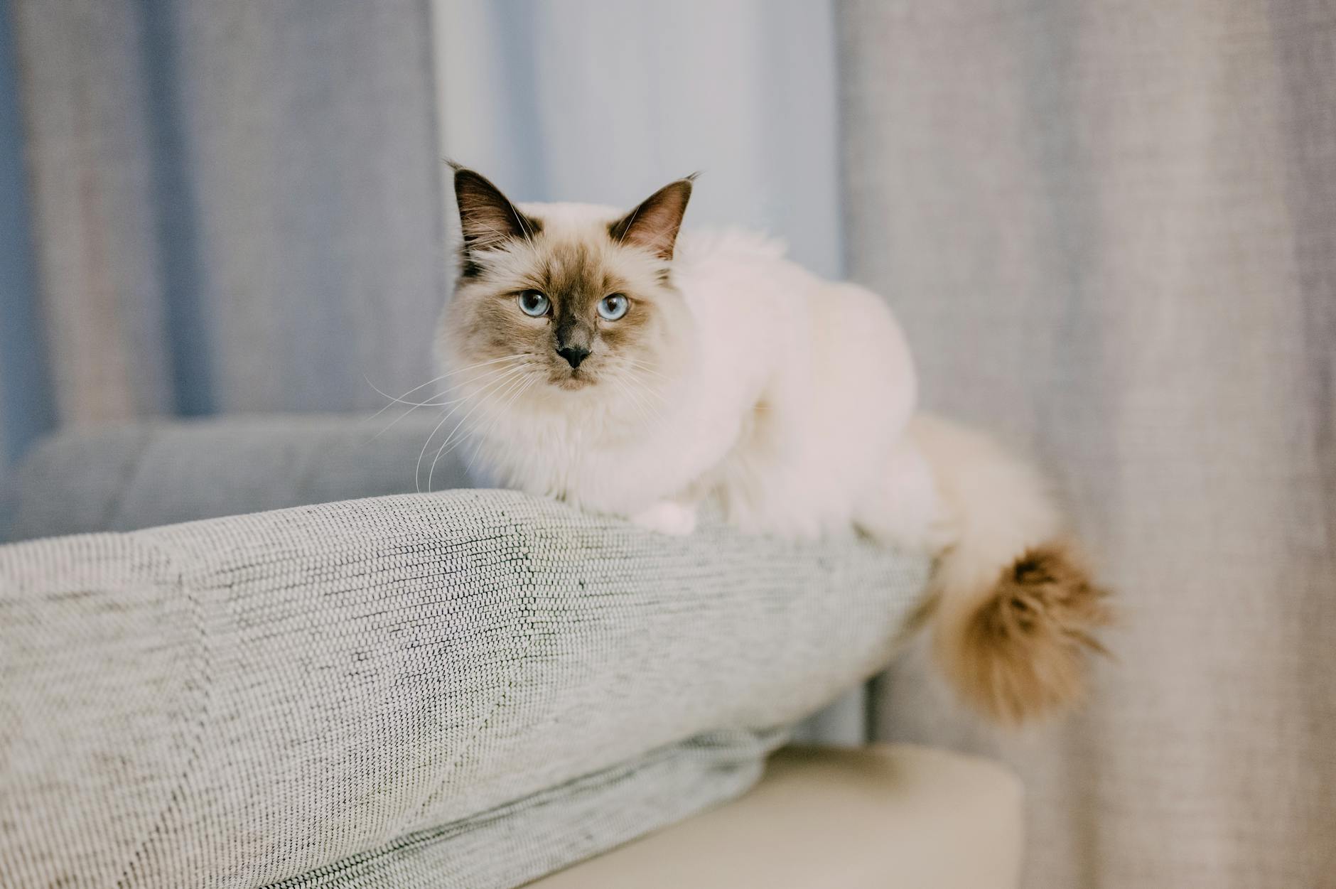 Ragdoll Cat on Sofa — Heavy Shedding Breed Fluffy Ragdoll cat with blue eyes relaxing on a sofa — a breed known for heavy shedding