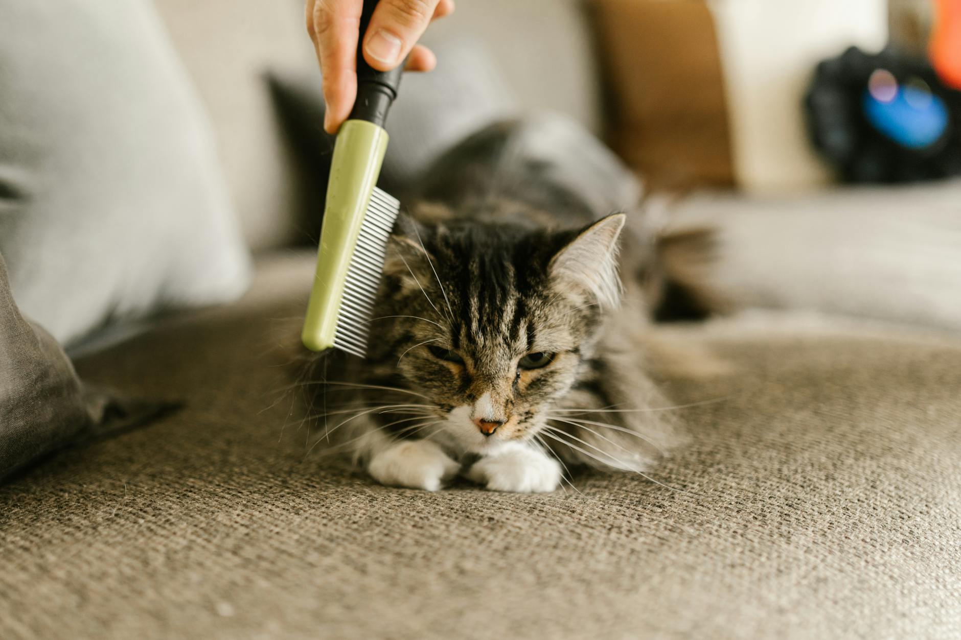 10 Genius Cleaning Hacks for Pet Owners That Actually Keep Your Home Hair-Free
