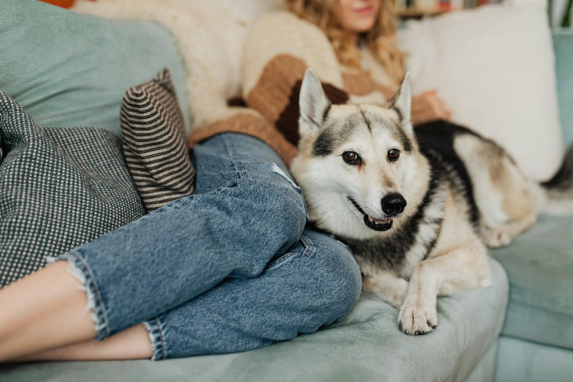 Pet Owners and Furniture Hair Management Woman relaxing with her Husky on a clean sofa — a common scene for pet owners trying to keep furniture hair-free