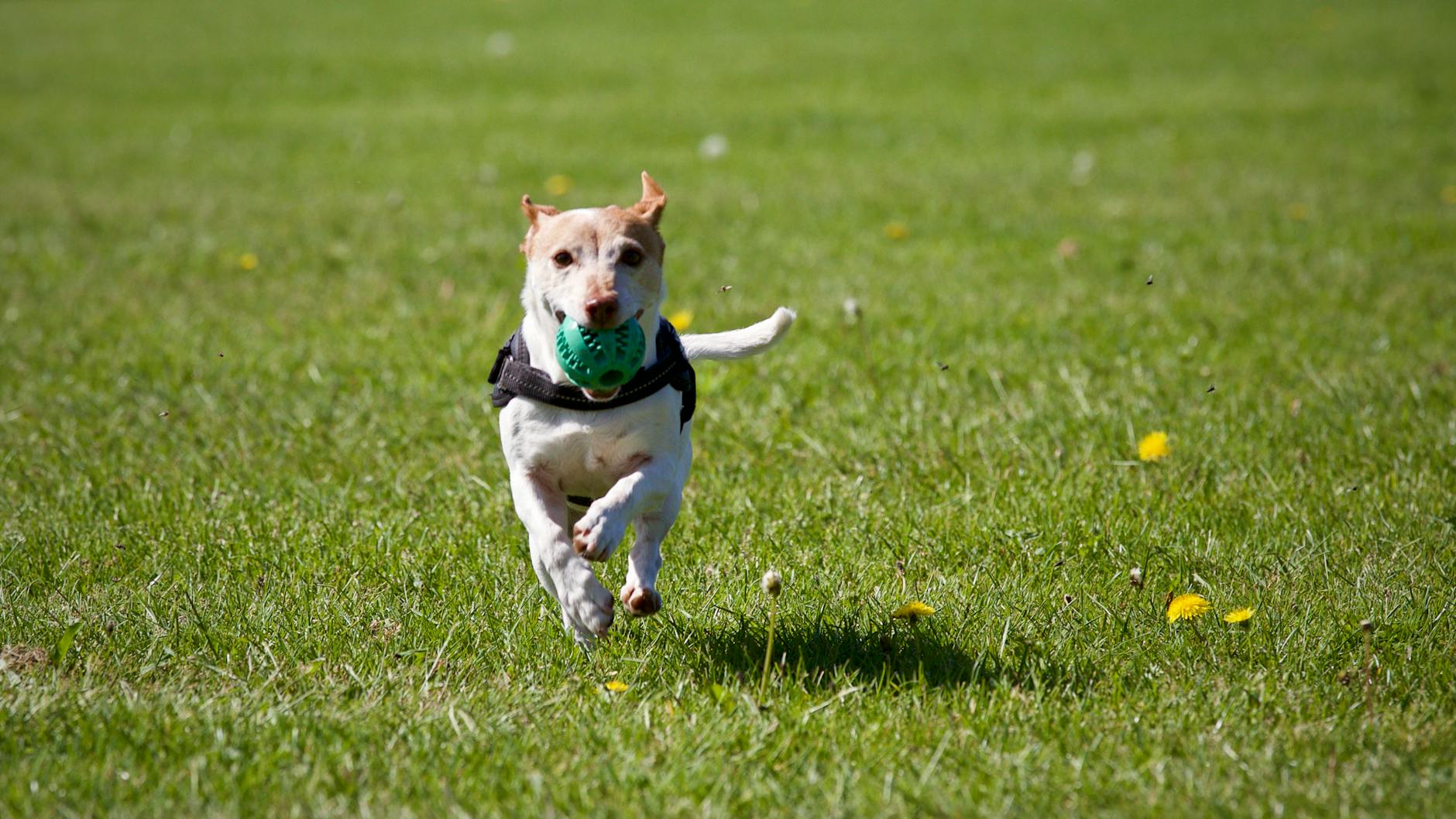 Dog running and playing with a ball in a grassy field, showing vitality and energy