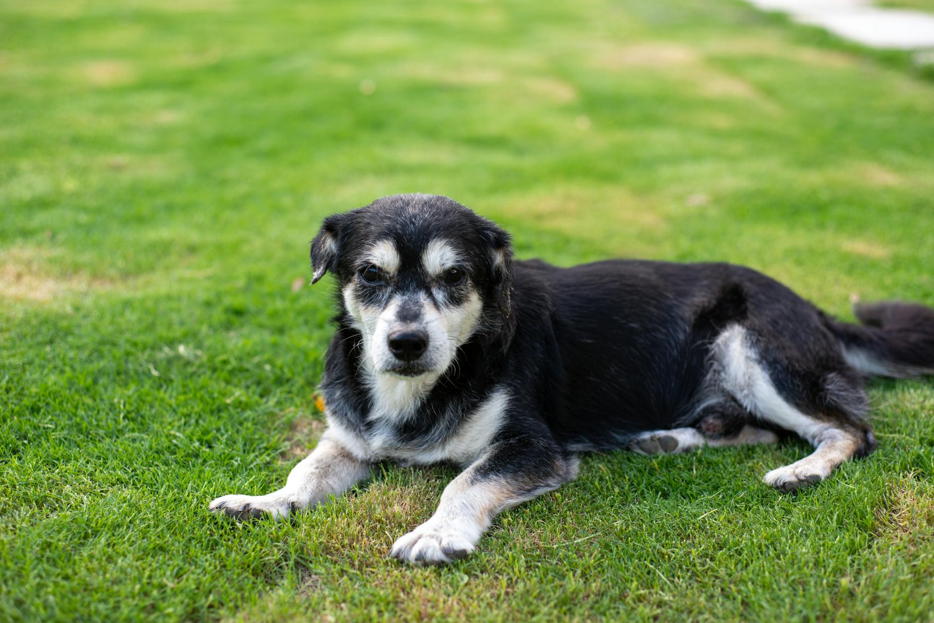 Senior black and white dog resting on grass outdoors, representing age-related health needs