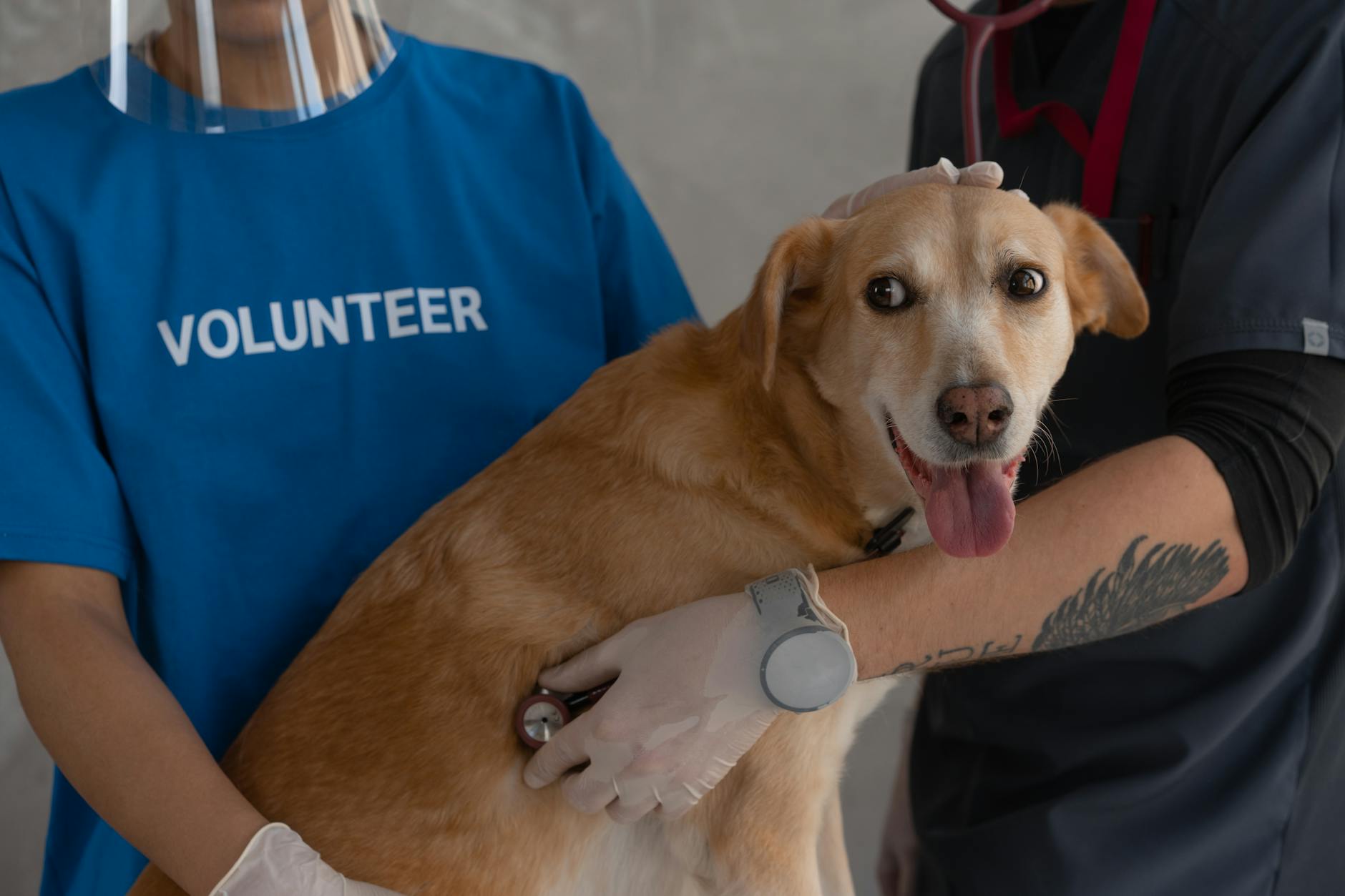 Veterinarian examining a dog with a stethoscope during a wellness check