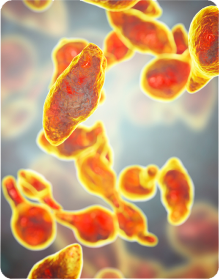 Emma Relief clinically-studied natural ingredients science breakdown