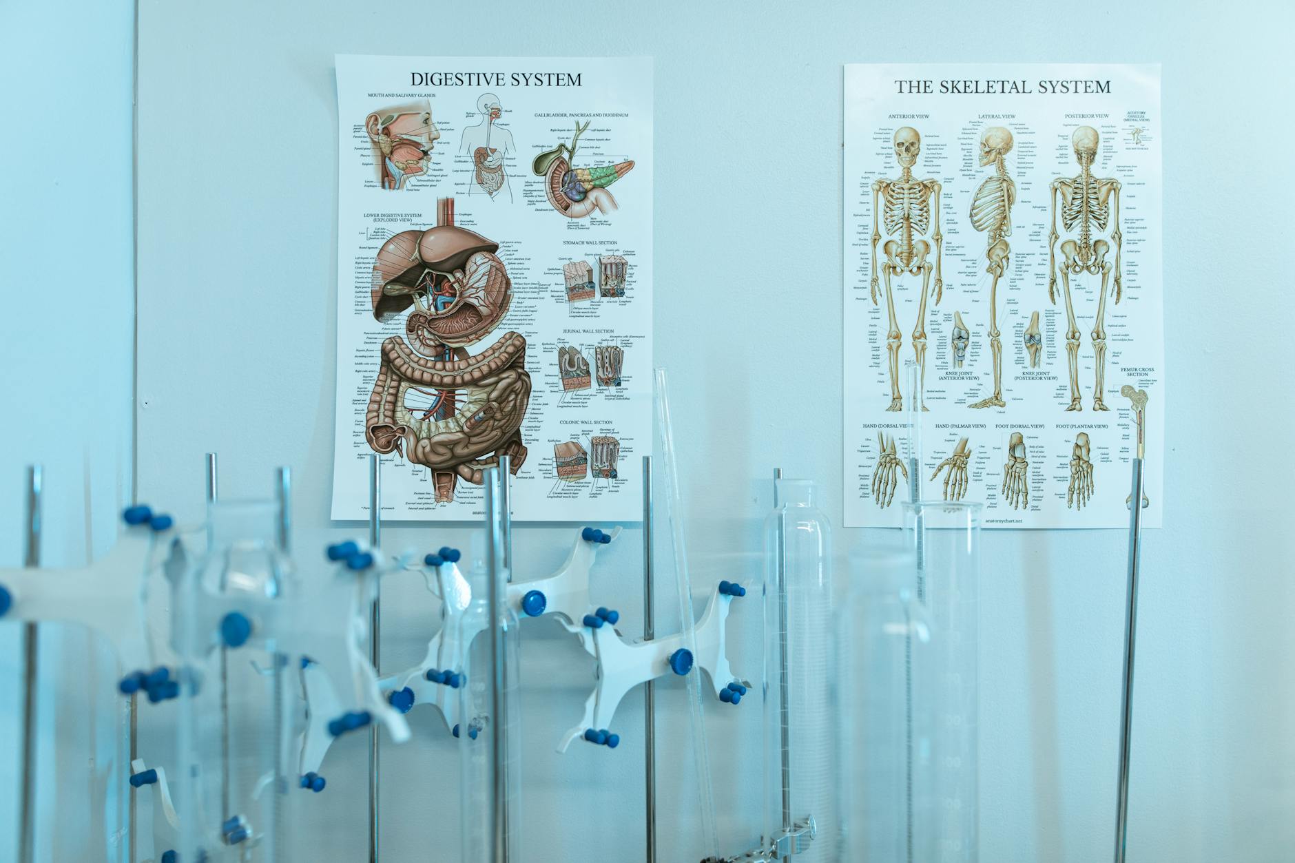 The Gut-Liver Axis Explained: How Your Microbiome Directly Controls Your Liver Health