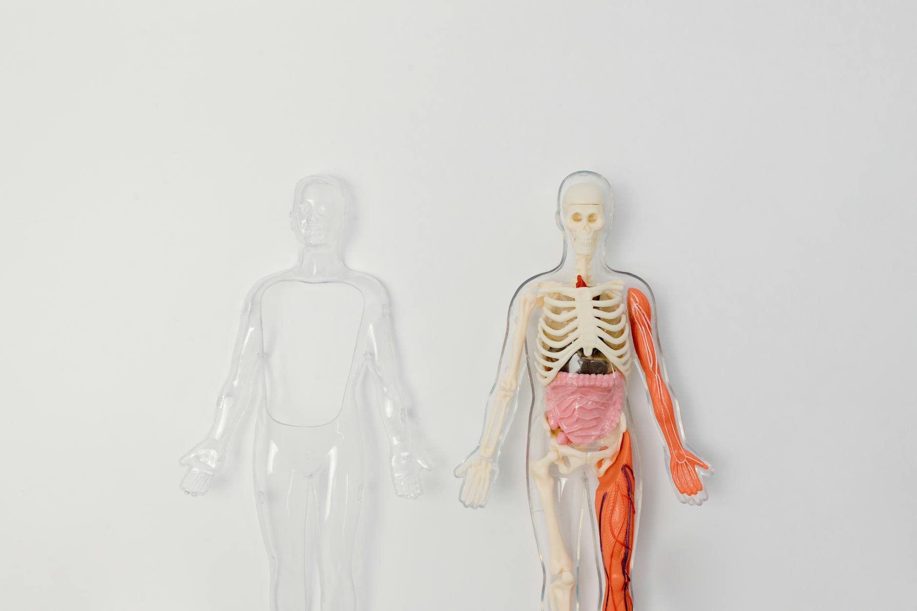 Human Anatomy Internal Organs Liver Anatomical human model showing internal organs including the liver and digestive system