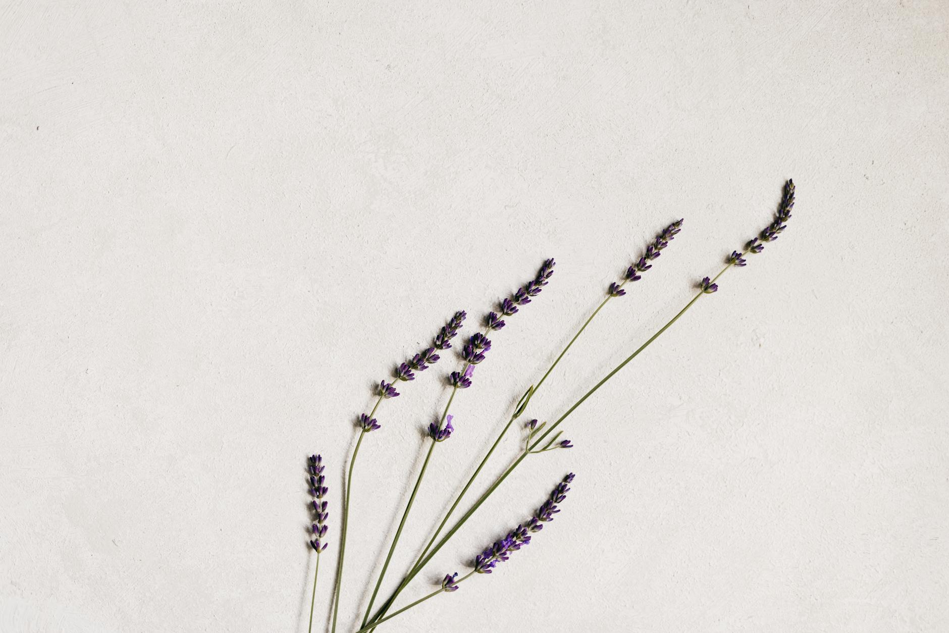 Lavender for Anxiety and Stress — Aromatherapy Science 2026 Lavender herbs arranged on white background — lavender anxiety research and aromatherapy stress relief science