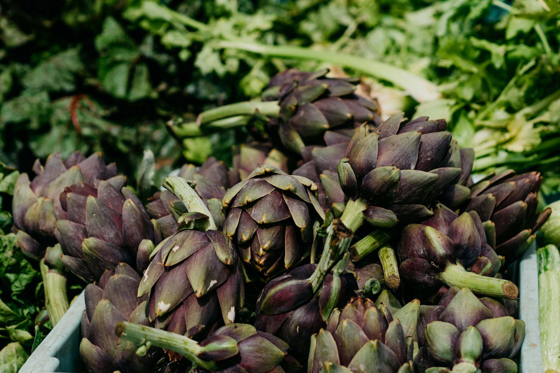 Fresh Artichokes Liver Support Foods 2026 Fresh organic artichokes at a farmers market — artichoke leaf extract supports liver detox and bile production