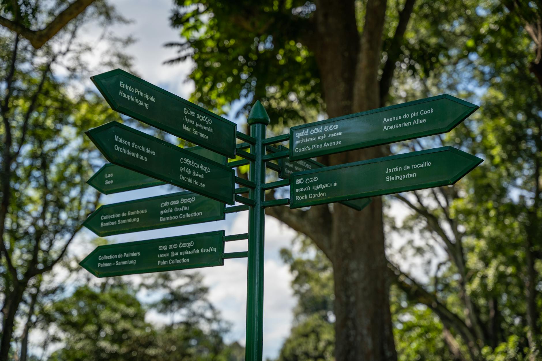 Multilingual direction signs pointing various paths in a forest, symbolizing navigating language barriers while traveling