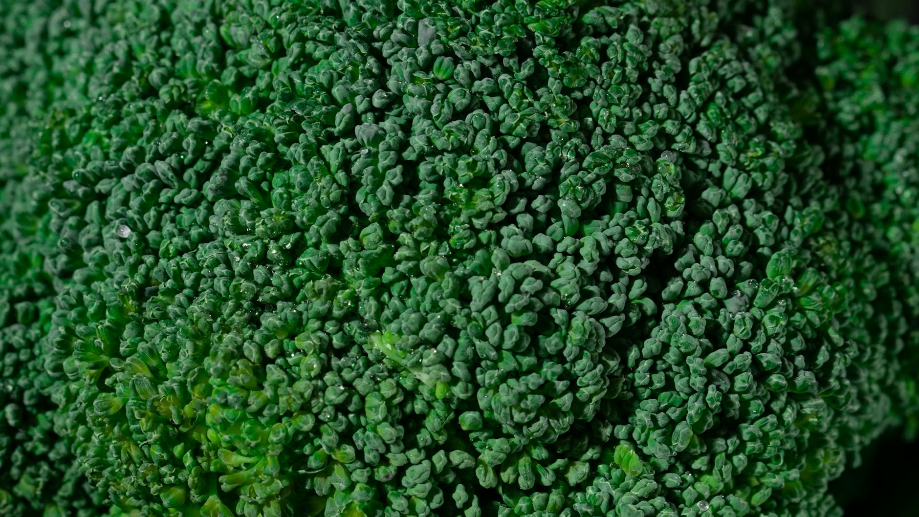 Cruciferous Vegetables for Liver Health Fresh green broccoli — a top cruciferous vegetable for liver detox support