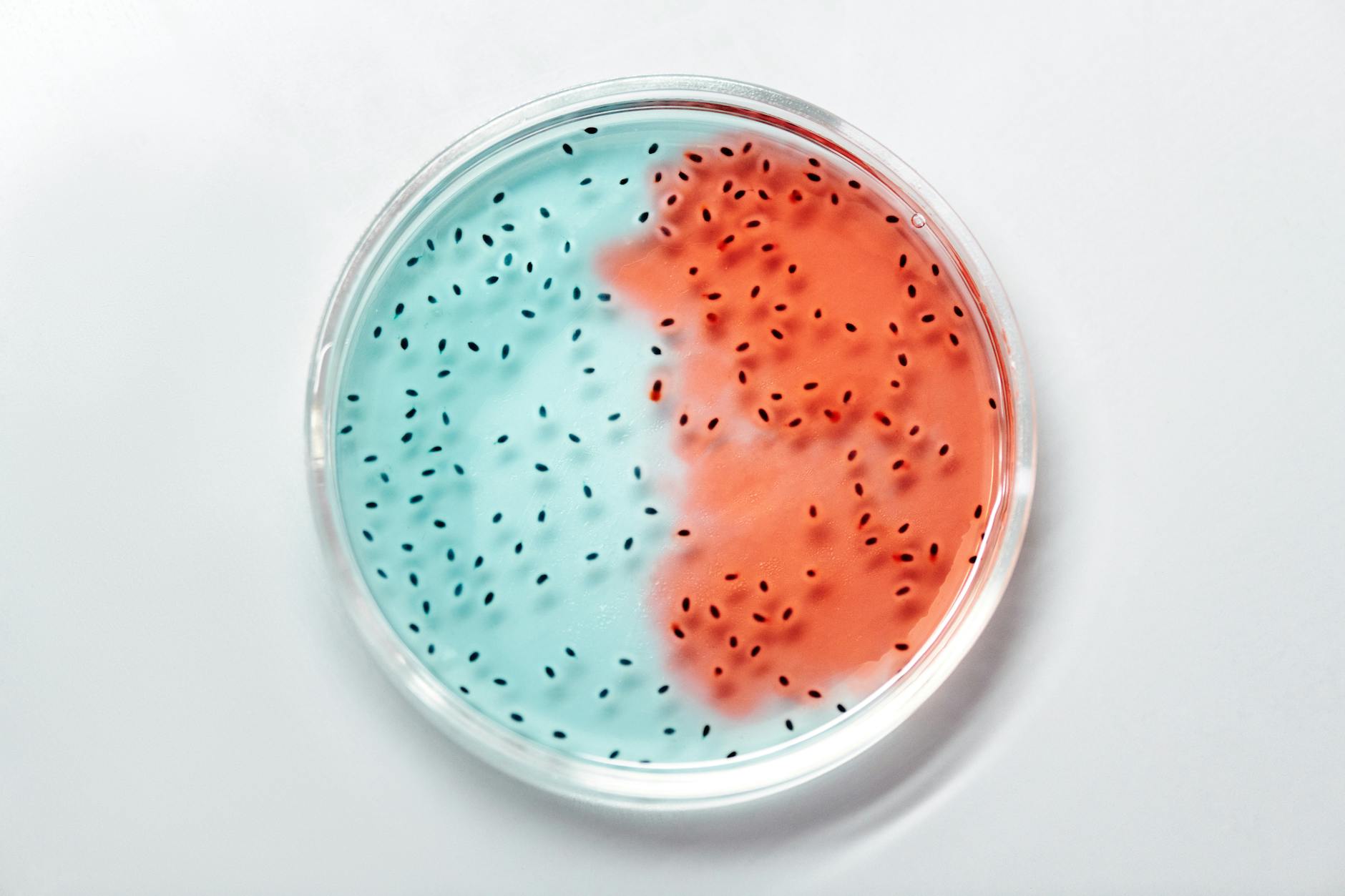 Bacterial Biofilm Research — Plaque and Ionic Technology Studies Bacteria cultures in a petri dish under laboratory conditions, illustrating microbial research methods
