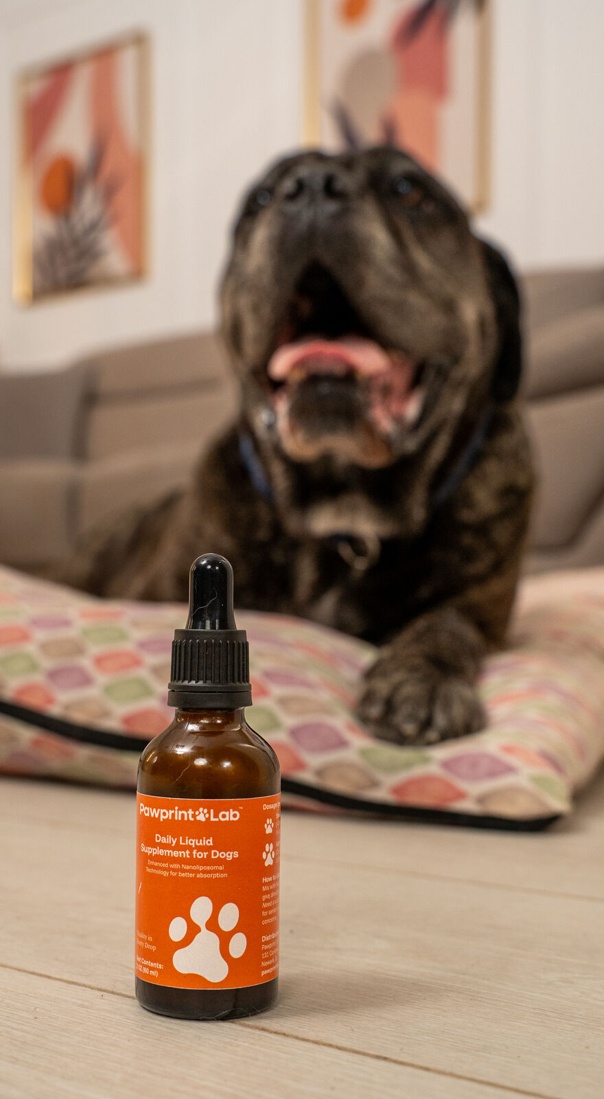 Veterinarian reviewing Pawprint Protocol dog longevity supplement